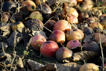 Russet Vale