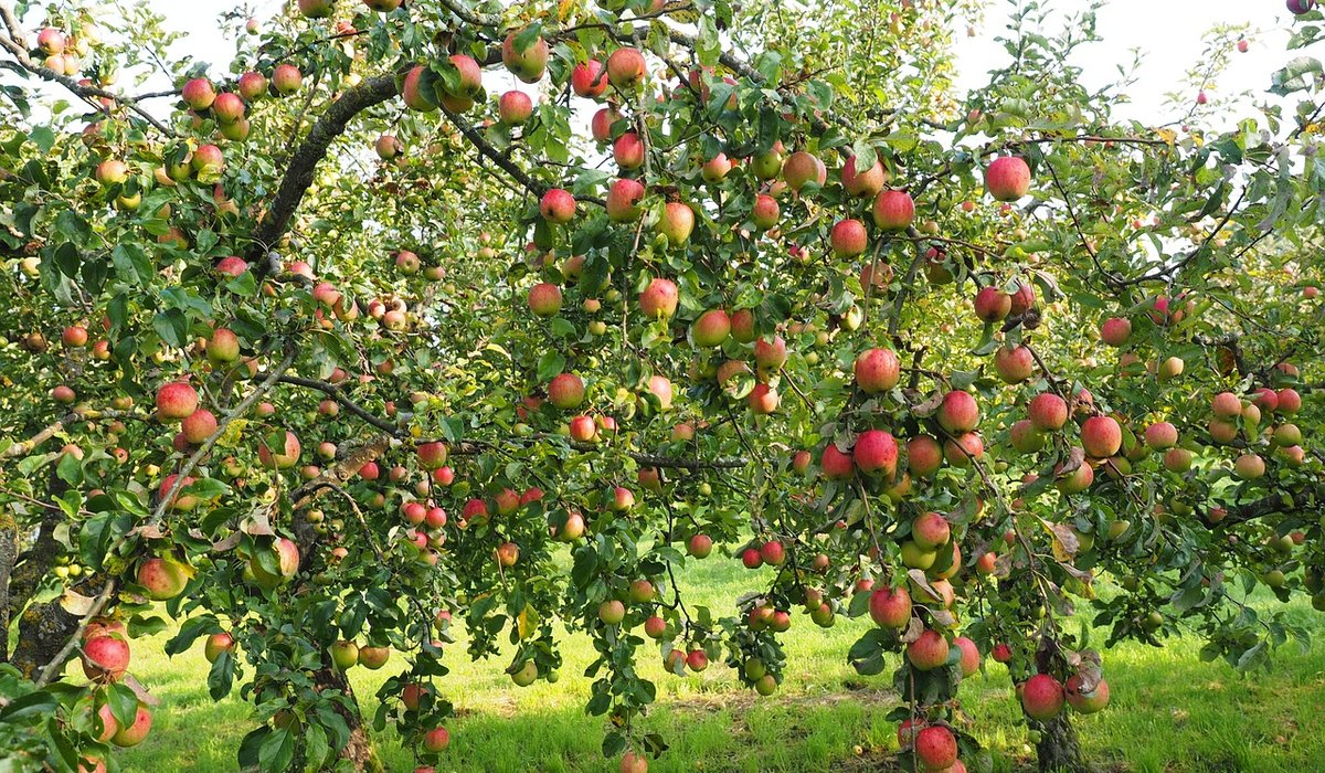 Russet Vale